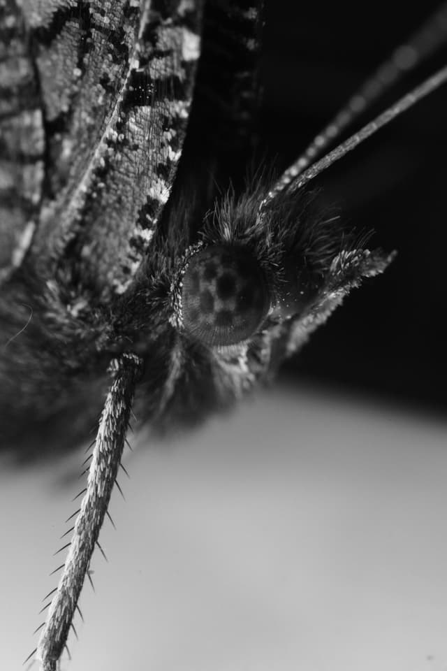 Dead moth