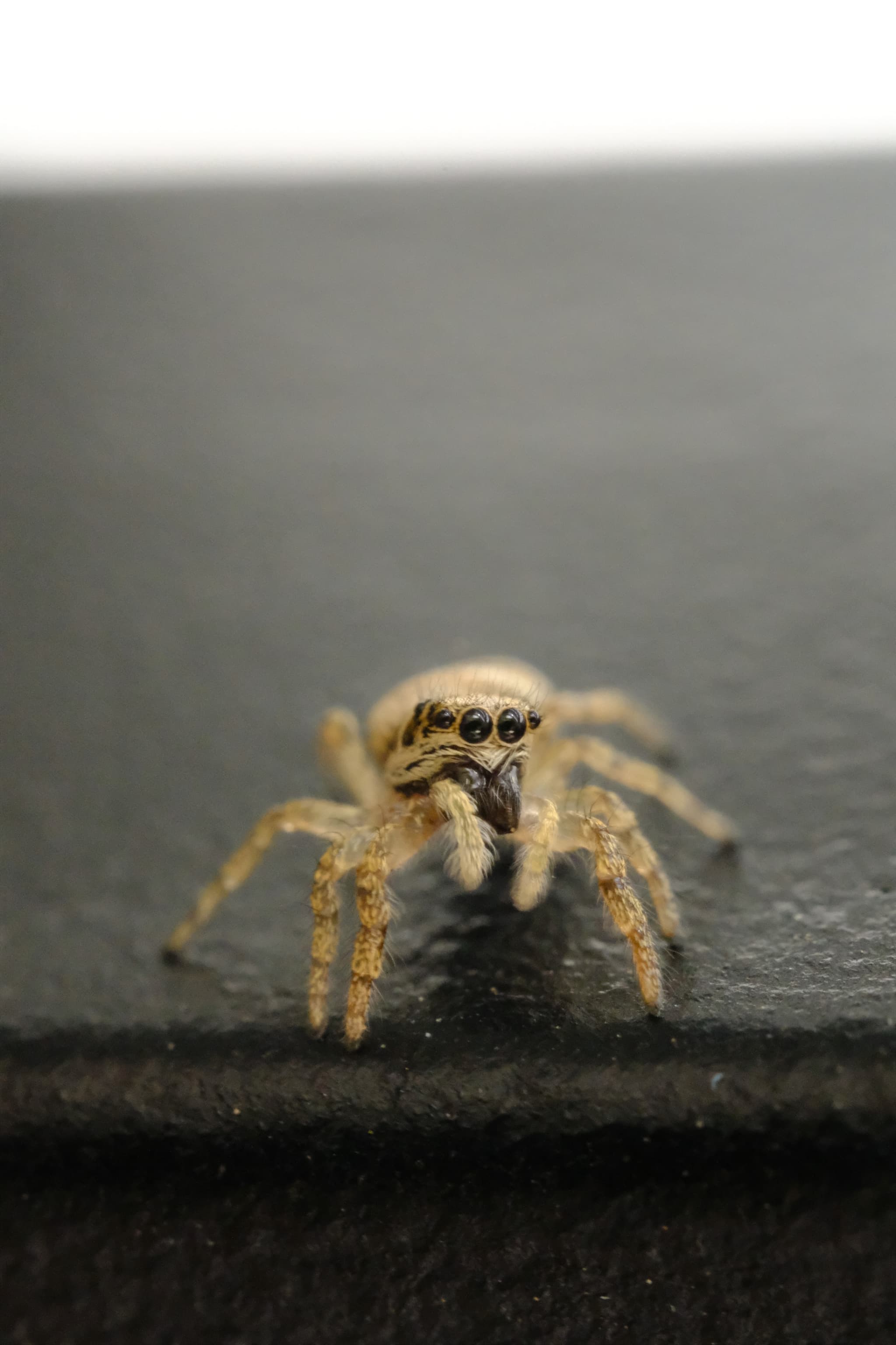 Spidey shy