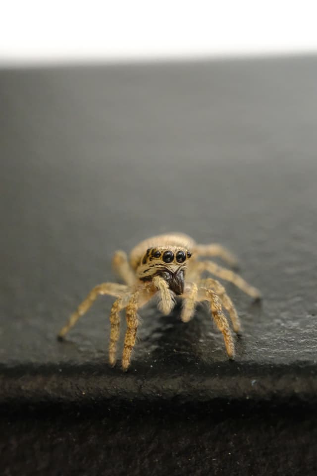 Spidey shy