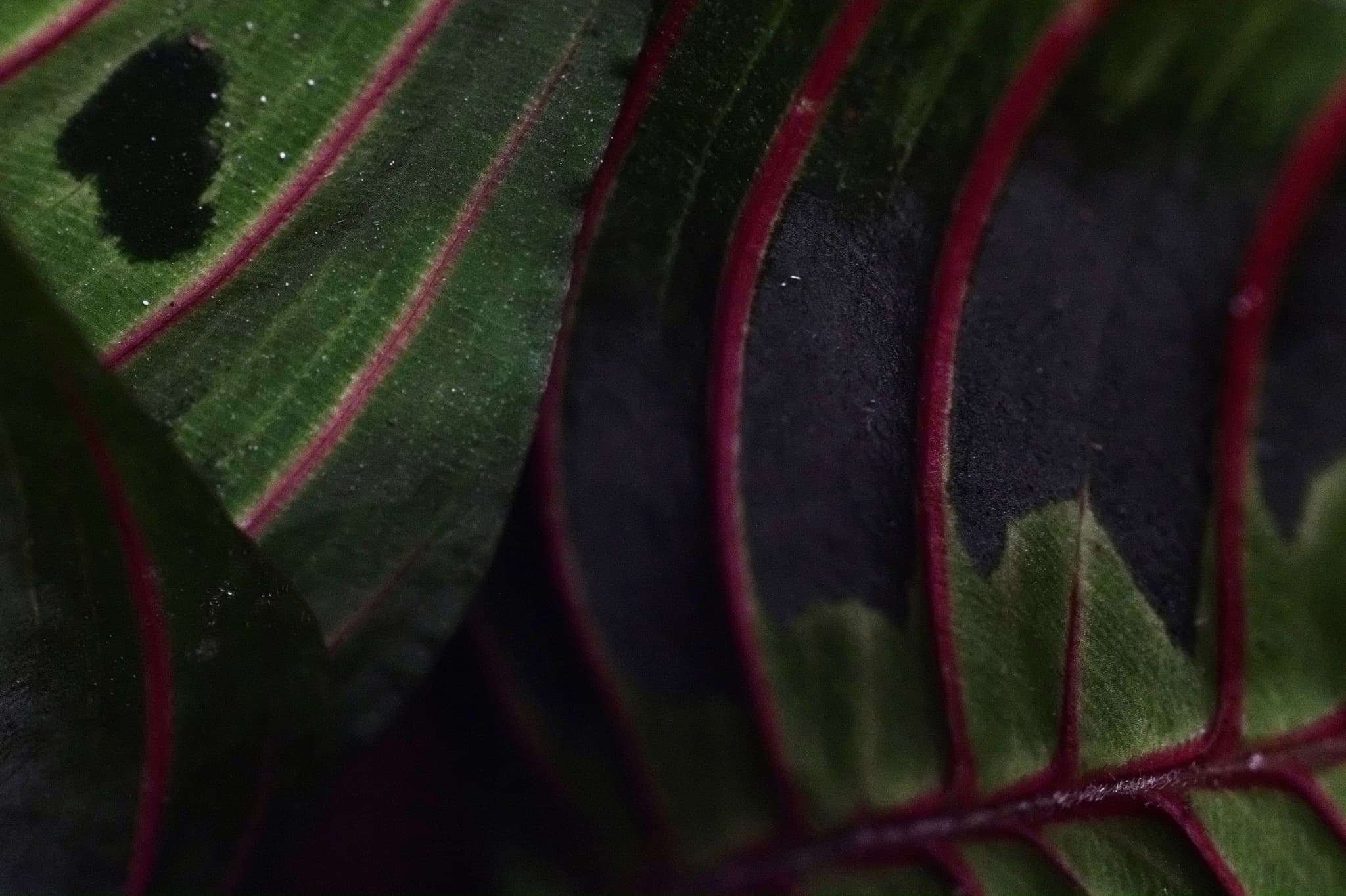 Plant close up